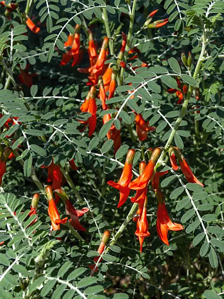 436075 - Cancer bush (Sutherlandia frutescens)