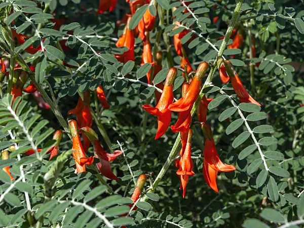 436076 - Cancer bush (Sutherlandia frutescens)