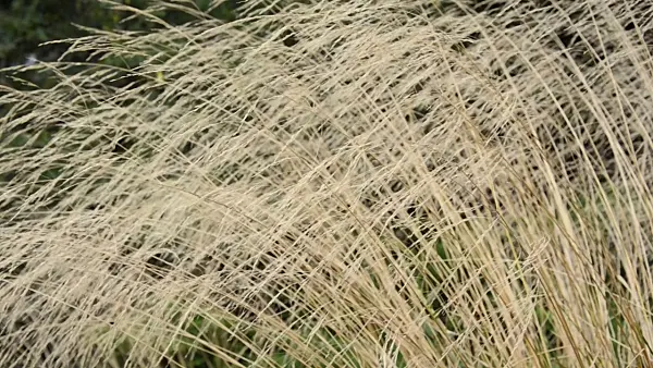 499128 - Canche cespiteuse (Deschampsia cespitosa)