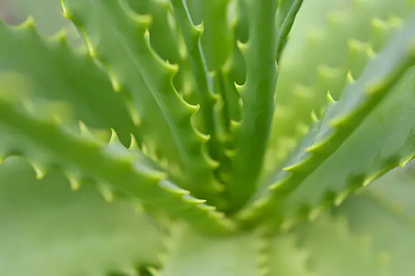 469027 - Candelabra aloe (Aloe arborescens)