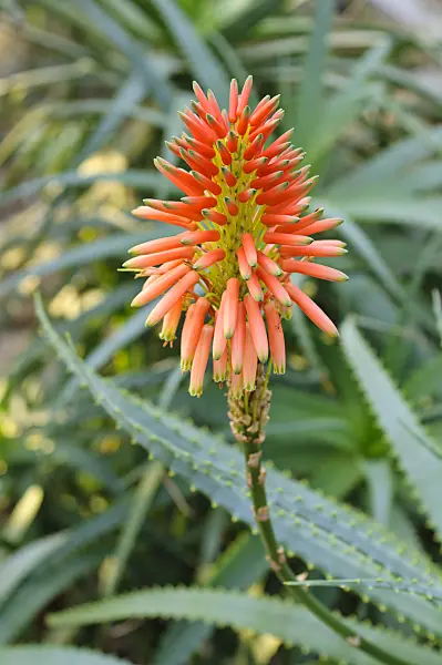 480006 - Candelabra aloe (Aloe arborescens)