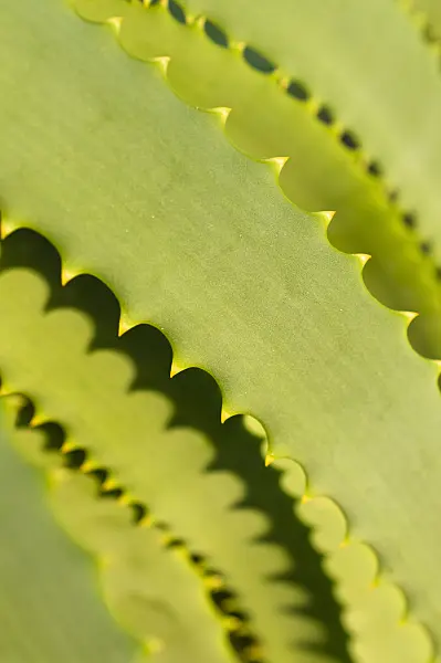 516029 - Candelabra aloe (Aloe arborescens)