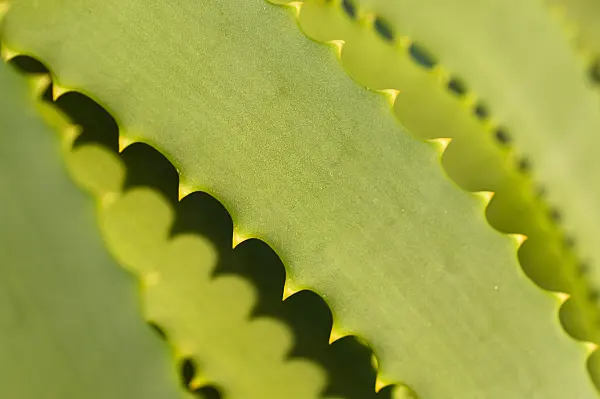 516030 - Candelabra aloe (Aloe arborescens)