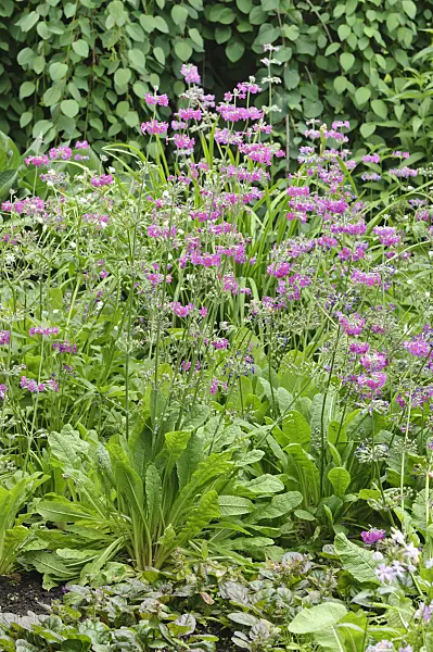 486098 - Candelabra primrose (Primula beesiana)