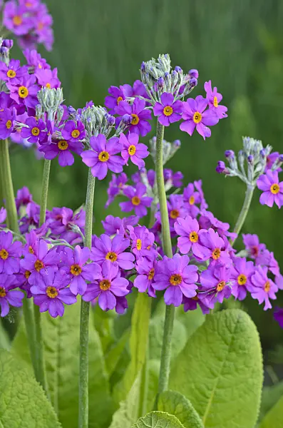 533628 - Candelabra primrose (Primula beesiana)