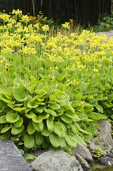 486086 - Candelabra primrose (Primula chungensis)