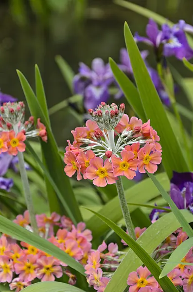 496386 - Candelabra primrose (Primula x bullesiana)