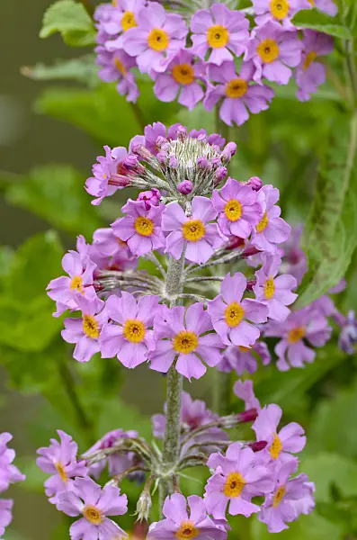 496388 - Candelabra primrose (Primula x bullesiana)