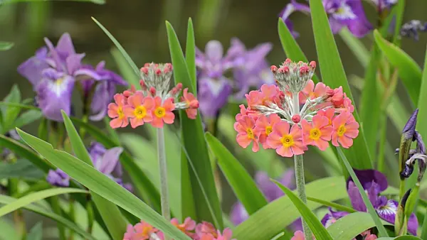 496410 - Candelabra primrose (Primula x bullesiana)