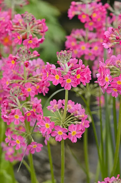 533553 - Candelabra primrose (Primula x bullesiana)