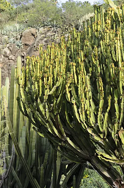 564160 - Candelabra tree (Euphorbia candelabrum)