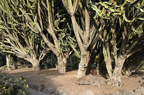564161 - Candelabra tree (Euphorbia candelabrum)