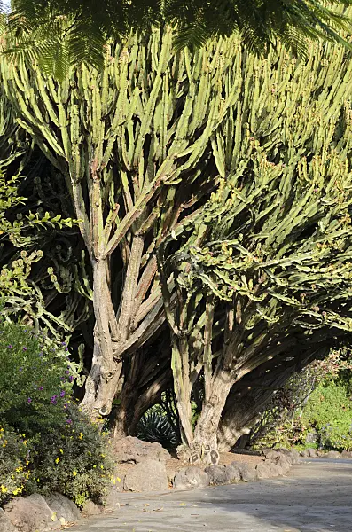 564162 - Candelabra tree (Euphorbia candelabrum)