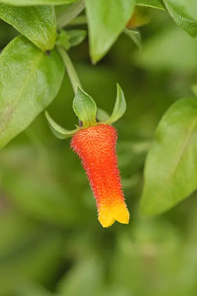 477059 - Candy corn vine (Manettia luteorubra syn. Manettia inflata)