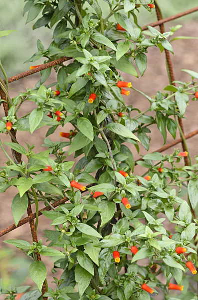 523108 - Candy corn vine (Manettia luteorubra syn. Manettia inflata)