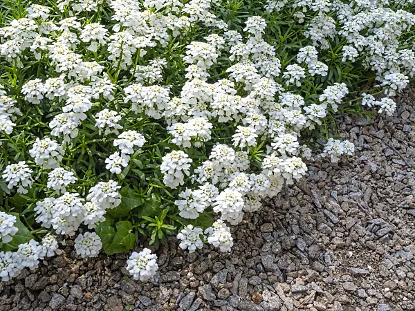 437251 - Candytuft (Iberis saxatilis var. saxatilis)