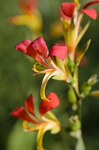 534295 - Canna glauca