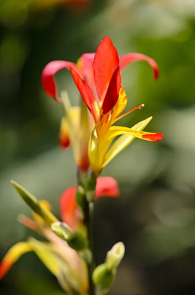 534296 - Canna glauca