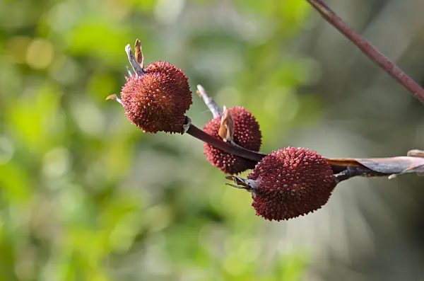 564140 - Canna limbata