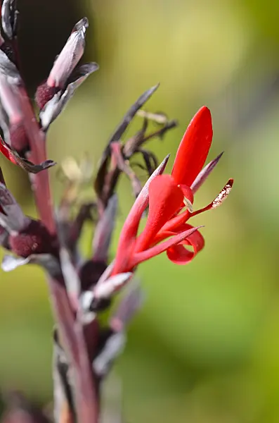 564141 - Canna limbata