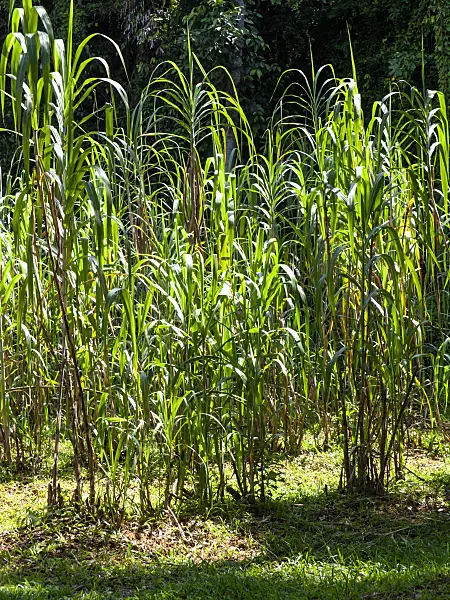 434183 - Canne à sucre (Saccharum officinarum)