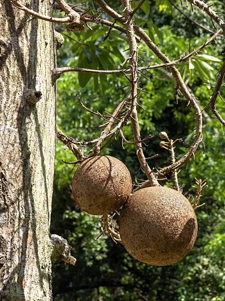 434138 - Cannonball tree (Couroupita guianensis)