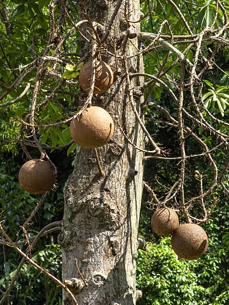 434139 - Cannonball tree (Couroupita guianensis)