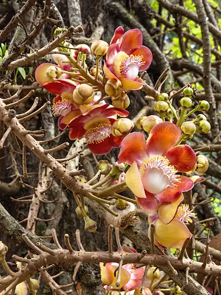 434363 - Cannonball tree (Couroupita guianensis)