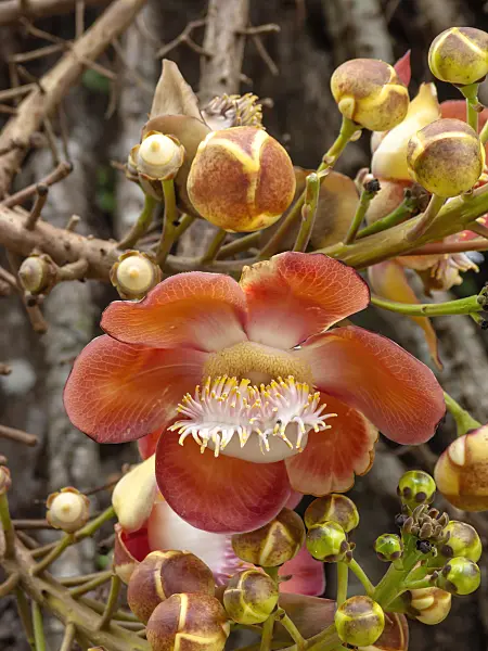 434364 - Cannonball tree (Couroupita guianensis)