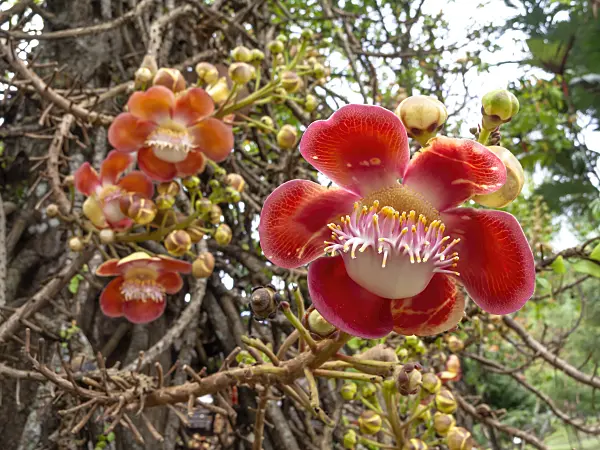 434365 - Cannonball tree (Couroupita guianensis)