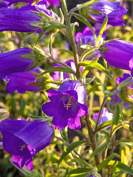 449002 - Canterbury bells (Campanula medium)
