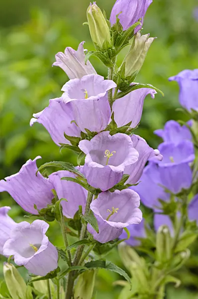 521165 - Canterbury bells (Campanula medium)