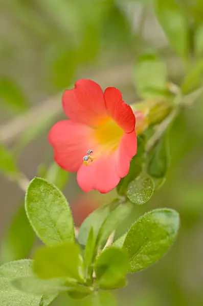 545022 - Cantua bicolor