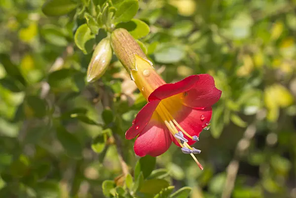 573098 - Cantua bicolor