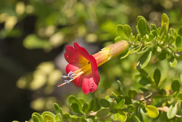573099 - Cantua bicolor