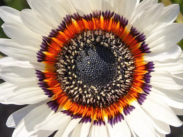 427035 - Cape daisy (Arctotis fastuosa)