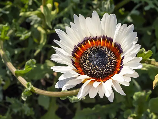 427036 - Cape daisy (Arctotis fastuosa)