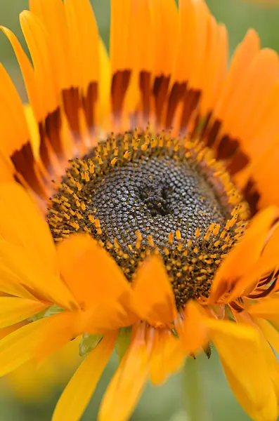 498192 - Cape daisy (Arctotis fastuosa)