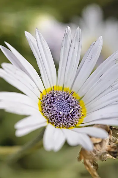 547370 - Cape daisy (Arctotis venusta)