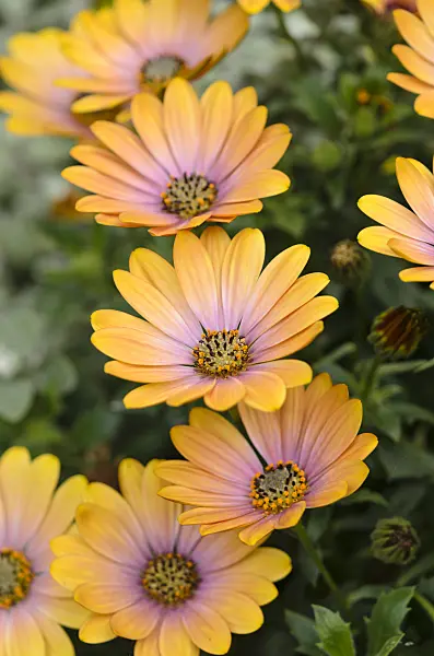 533614 - Cape daisy (Osteospermum)