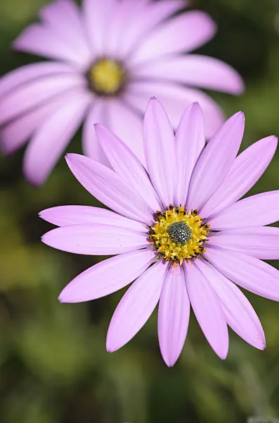 533295 - Cape daisy (Osteospermum jucundum)