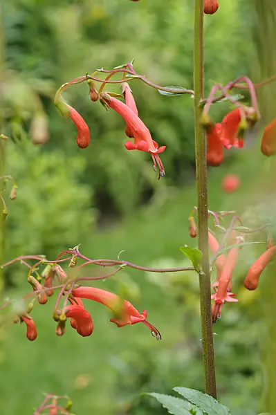 474164 - Cape fuchsia (Phygelius capensis)
