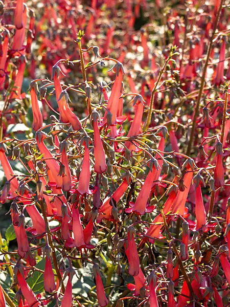 439300 - Cape fuchsia (Phygelius x rectus 'Devils Tears')