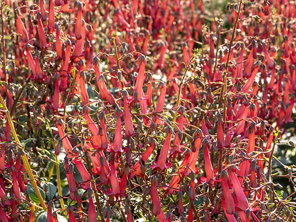 439301 - Cape fuchsia (Phygelius x rectus 'Devils Tears')