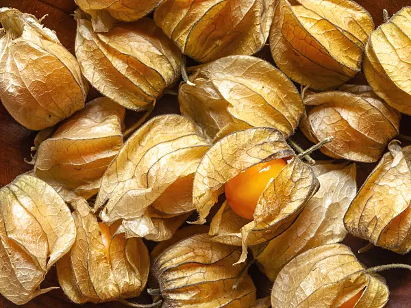 436109 - Cape gooseberry (Physalis peruviana)