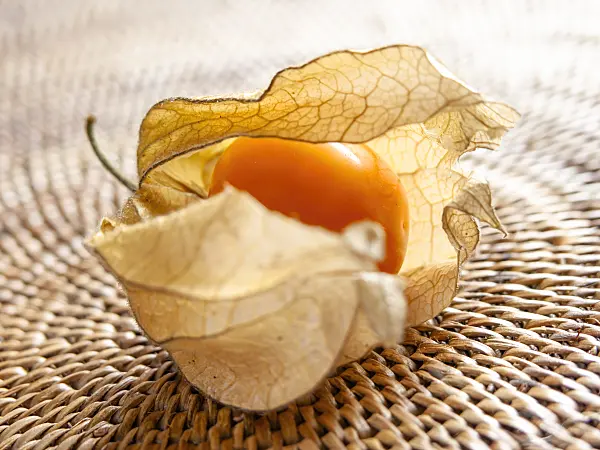 436110 - Cape gooseberry (Physalis peruviana)