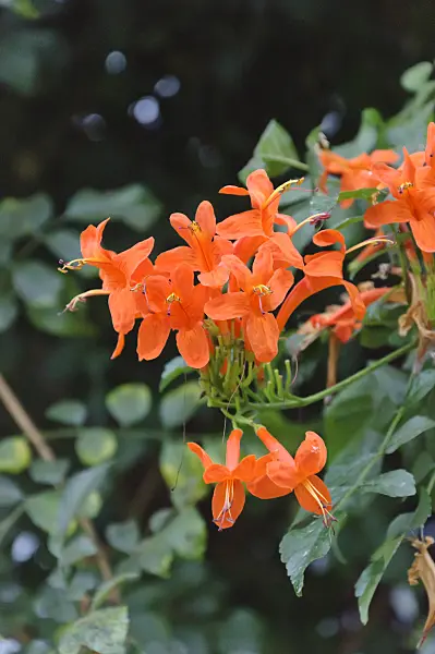 466109 - Cape honeysuckle (Tecomaria capensis syn. Tecoma capensis)