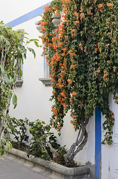 564129 - Cape honeysuckle (Tecomaria capensis syn. Tecoma capensis), Puerto de Mogán, Gran Canaria, Spain