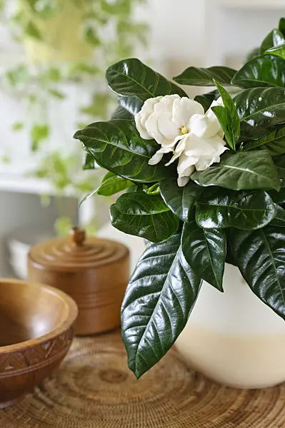 483139 - Cape jasmine (Gardenia augusta syn. Gardenia jasminoides)