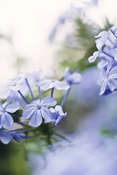 394010 - Cape leadwort (Plumbago auriculata)